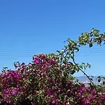 - Traditional House אמבלאס
